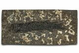 Devonian Lobed-Fin Fish (Osteolepis) Fossil - Scotland #354102-1